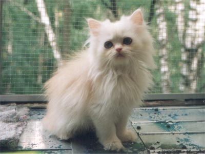 Персидская кошка