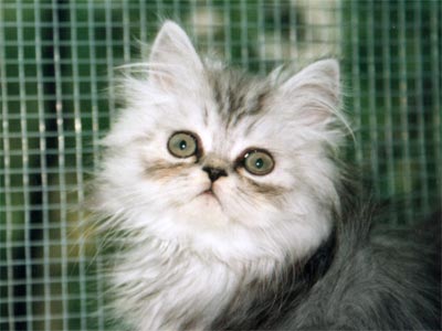 Персидская кошка