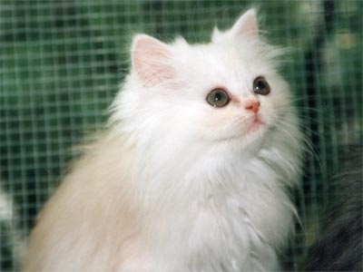 Персидская кошка