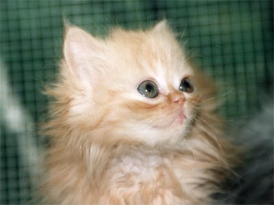Персидская кошка