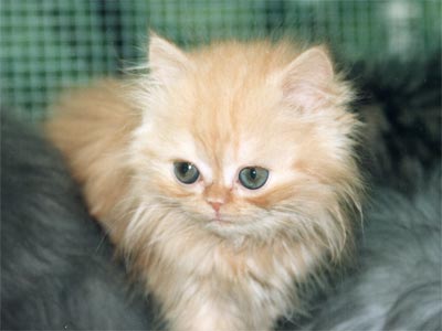 Персидская кошка
