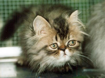 Персидская кошка