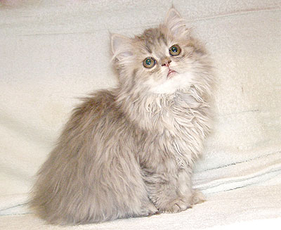 Персидская кошка