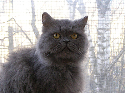 Персидская кошка