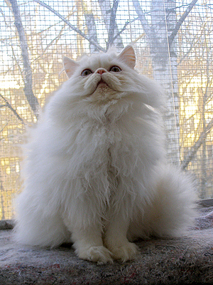 Персидская кошка