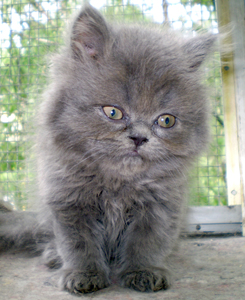 Персидская кошка