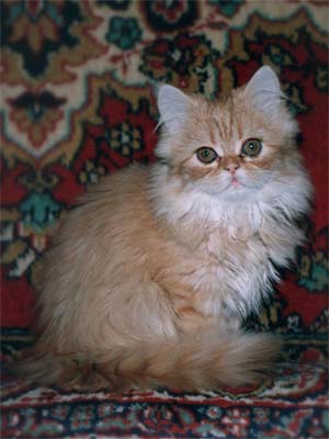 Персидская кошка