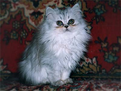 Персидский котенок