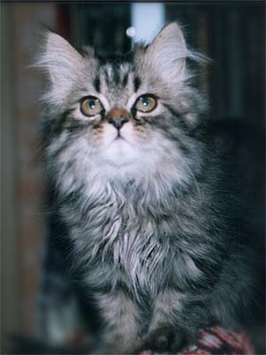 Персидский котенок
