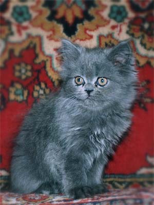 Персидский котенок