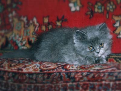 Персидский котенок