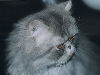 Персидский кот