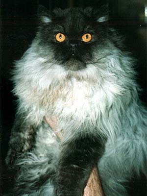 Персидский кот