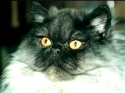 Персидский кот
