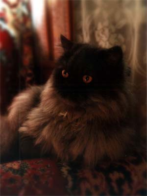 Персидский кот