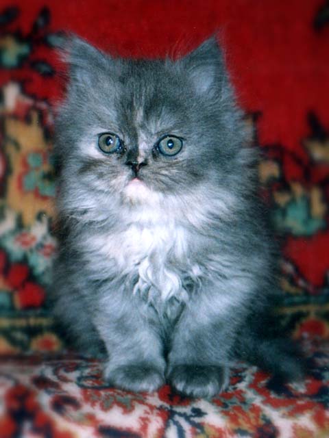 Персидский котенок