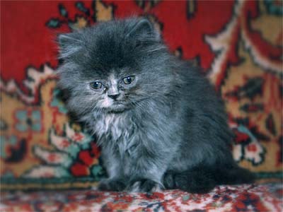 Персидский котенок