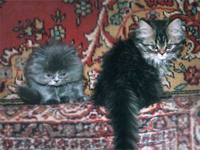 Персидские котята