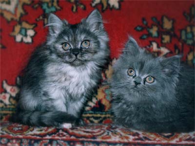 Персидские котята