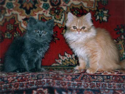 Персидские котята