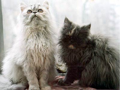 Персидские кошки