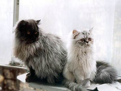 Персидские кошки