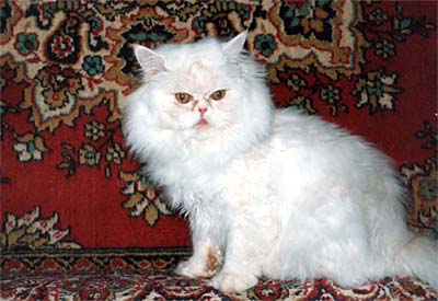 Персидский кот