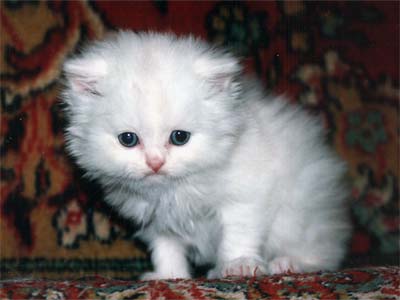Персидский котенок