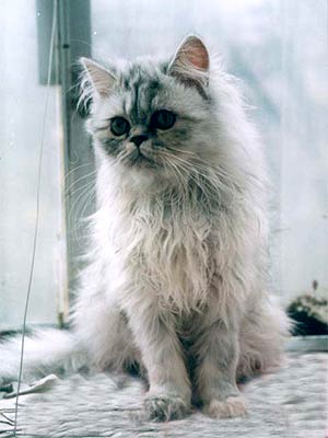 Персидская кошка